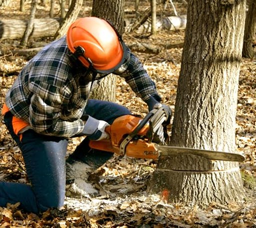 Tree Removal in Union, MS